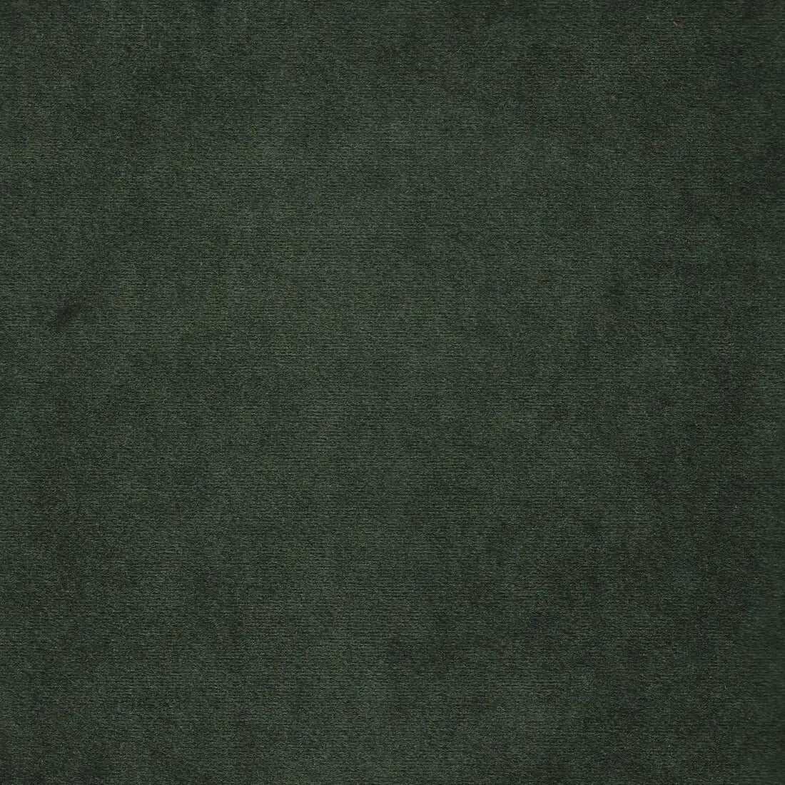 tara-11